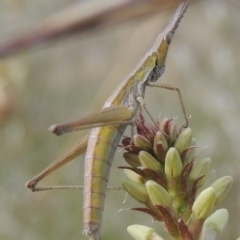 Keyacris scurra at Conder, ACT - 17 Sep 2021