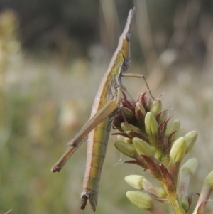 Keyacris scurra at Conder, ACT - 17 Sep 2021