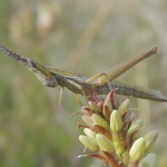 Keyacris scurra at Conder, ACT - 17 Sep 2021