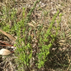 Cheilanthes sieberi (Rock Fern) at Bruce, ACT - 17 Sep 2021 by JohnGiacon