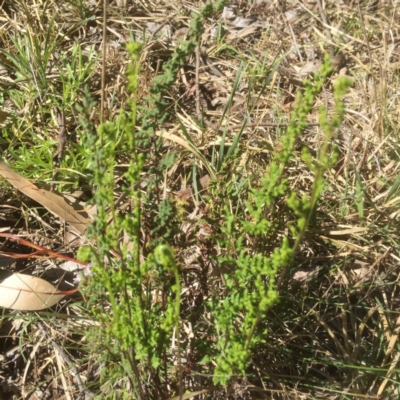 Cheilanthes sieberi (Rock Fern) at Flea Bog Flat to Emu Creek Corridor - 17 Sep 2021 by JohnGiacon