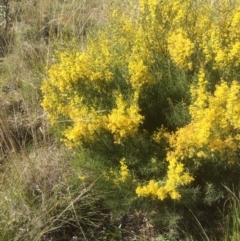 Acacia boormanii (Snowy River Wattle) at Bruce, ACT - 17 Sep 2021 by JohnGiacon