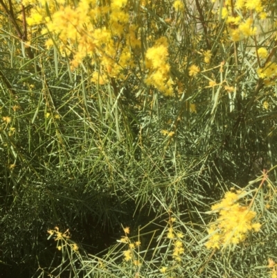 Acacia boormanii (Snowy River Wattle) at Bruce, ACT - 17 Sep 2021 by JohnGiacon