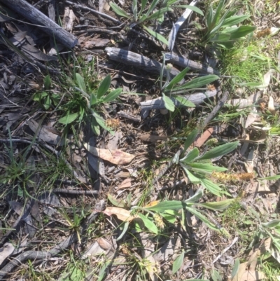 Plantago varia (Native Plaintain) at Bruce, ACT - 17 Sep 2021 by JohnGiacon