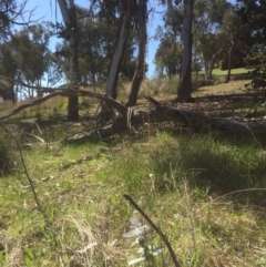 Eucalyptus globulus subsp. bicostata (Southern Blue Gum, Eurabbie) at Flea Bog Flat to Emu Creek Corridor - 17 Sep 2021 by JohnGiacon