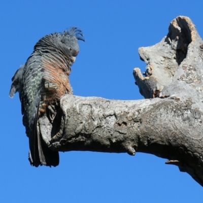 Callocephalon fimbriatum (Gang-gang Cockatoo) at Mount Majura - 14 Sep 2021 by SRyan