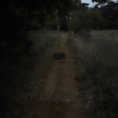 Vombatus ursinus (Bare-nosed Wombat) at Curtin, ACT - 17 Sep 2021 by huwr