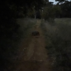 Vombatus ursinus (Common wombat, Bare-nosed Wombat) at Curtin, ACT - 17 Sep 2021 by huwr