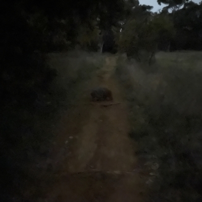 Vombatus ursinus (Common wombat, Bare-nosed Wombat) at Curtin, ACT - 17 Sep 2021 by huwr