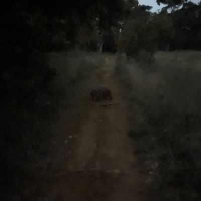 Vombatus ursinus (Bare-nosed Wombat) at Curtin, ACT - 17 Sep 2021 by huwr