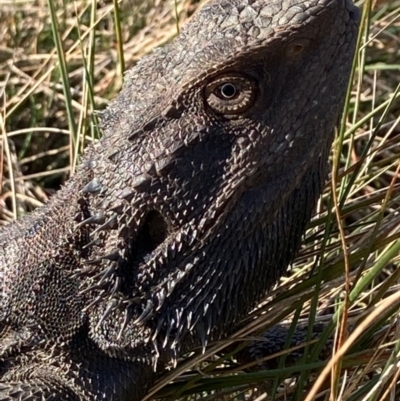 Pogona barbata (Eastern Bearded Dragon) at Crace, ACT - 16 Sep 2021 by Intineratingfamily