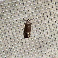 Leistomorpha brontoscopa (A concealer moth) at Aranda, ACT - 18 Sep 2021 by KMcCue