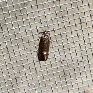 Leistomorpha brontoscopa at Aranda, ACT - 18 Sep 2021 12:06 PM