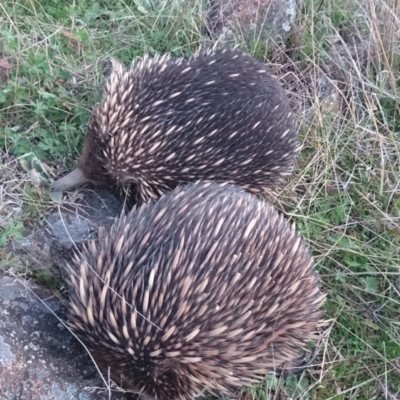 Tachyglossus aculeatus (Short-beaked Echidna) at Urambi Hills - 16 Sep 2021 by DrDJDavidJ