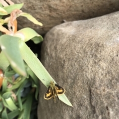 Ocybadistes walkeri (Green Grass-dart) at Evans Head, NSW - 18 Sep 2021 by AliClaw