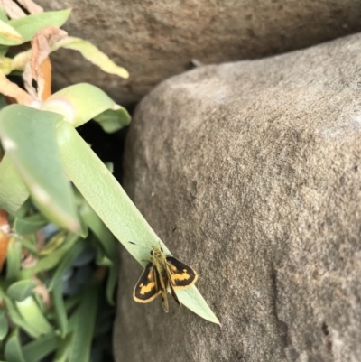 Ocybadistes walkeri (Green Grass-dart) at Evans Head, NSW - 18 Sep 2021 by AliClaw