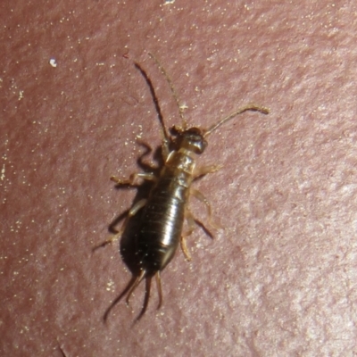 Forficula auricularia (European Earwig) at Flynn, ACT - 17 Sep 2021 by Christine