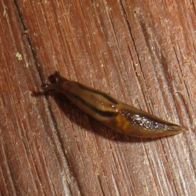 Ambigolimax sp. (valentius and waterstoni) (Striped Field Slug) at Flynn, ACT - 17 Sep 2021 by Christine