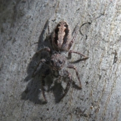 Sandalodes superbus (Ludicra Jumping Spider) at Holt, ACT - 15 Sep 2021 by Christine