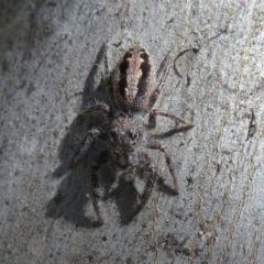 Sandalodes superbus (Ludicra Jumping Spider) at Molonglo River Reserve - 15 Sep 2021 by Christine