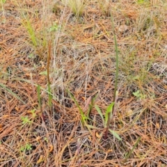 Thelymitra sp. (A Sun Orchid) at Isaacs, ACT - 18 Sep 2021 by Mike