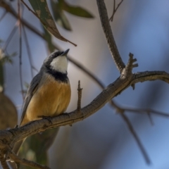 Pachycephala rufiventris (Rufous Whistler) at Majura, ACT - 17 Sep 2021 by trevsci