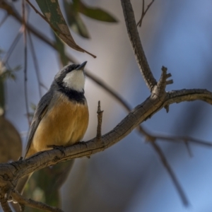 Pachycephala rufiventris at Majura, ACT - 17 Sep 2021