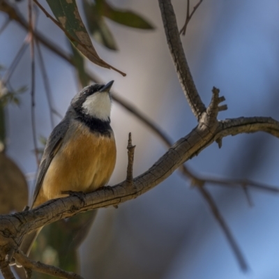 Pachycephala rufiventris (Rufous Whistler) at Majura, ACT - 17 Sep 2021 by trevsci