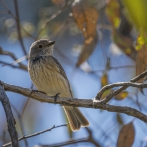 Pachycephala rufiventris at Majura, ACT - 17 Sep 2021