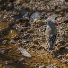 Pardalotus striatus (Striated Pardalote) at Majura, ACT - 17 Sep 2021 by trevsci