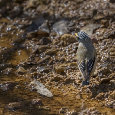 Pardalotus striatus (Striated Pardalote) at Majura, ACT - 17 Sep 2021 by trevsci