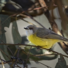 Gerygone olivacea (White-throated Gerygone) at Majura, ACT - 17 Sep 2021 by trevsci