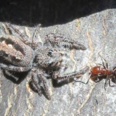 Papyrius nitidus (Shining Coconut Ant) at Holt, ACT - 15 Sep 2021 by Christine