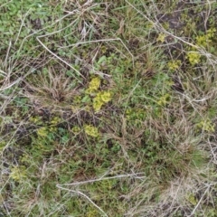 Drosera gunniana at Nanima, NSW - 18 Sep 2021