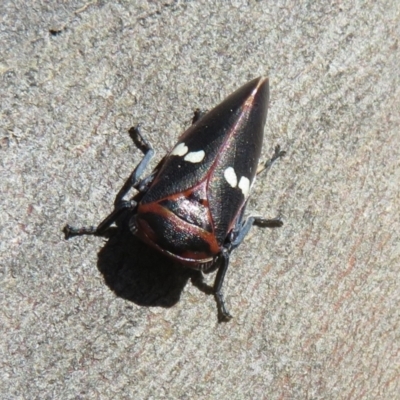 Eurymela fenestrata (Gum tree leafhopper) at Holt, ACT - 15 Sep 2021 by Christine