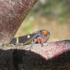 Eurymeloides pulchra (Gumtree hopper) at Holt, ACT - 15 Sep 2021 by Christine