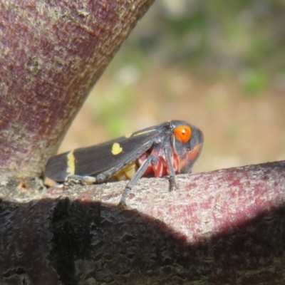 Eurymeloides pulchra (Gumtree hopper) at Molonglo River Reserve - 15 Sep 2021 by Christine