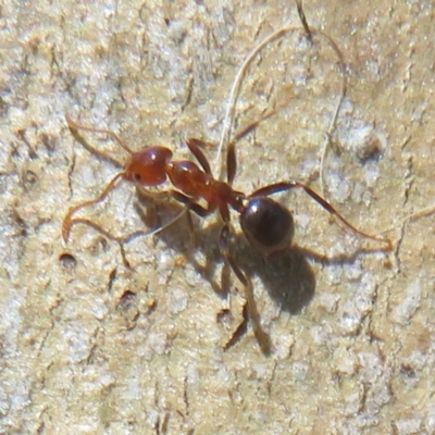 Papyrius nitidus (Shining Coconut Ant) at Molonglo River Reserve - 15 Sep 2021 by Christine