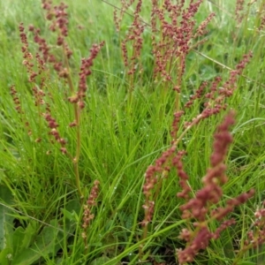 Rumex acetosella at Nanima, NSW - 18 Sep 2021