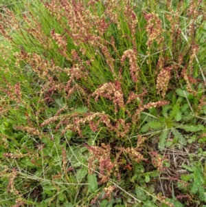 Rumex acetosella at Nanima, NSW - 18 Sep 2021