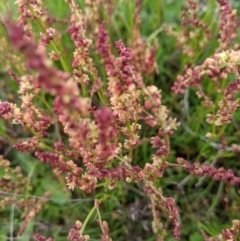 Rumex acetosella at Nanima, NSW - 18 Sep 2021