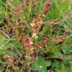 Rumex acetosella at Nanima, NSW - 18 Sep 2021