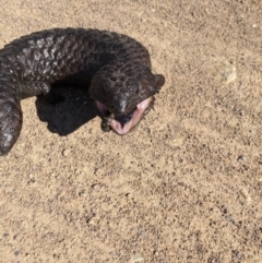 Tiliqua rugosa at Nanima, NSW - 17 Sep 2021