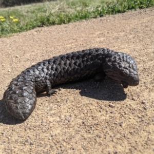 Tiliqua rugosa at Nanima, NSW - 17 Sep 2021