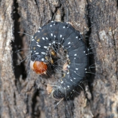 Oenosandra boisduvalii (Boisduval's Autumn Moth) at Googong, NSW - 18 Sep 2021 by WHall