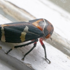 Eurymeloides pulchra at Googong, NSW - 9 Sep 2021