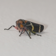 Eurymeloides pulchra at Googong, NSW - 9 Sep 2021 12:18 PM