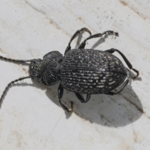 Adelium porcatum at Googong, NSW - 18 Sep 2021