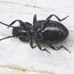 Adelium porcatum at Googong, NSW - 18 Sep 2021