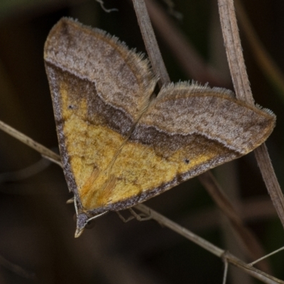 Anachloris subochraria (Golden Grass Carpet) at Googong, NSW - 18 Sep 2021 by WHall